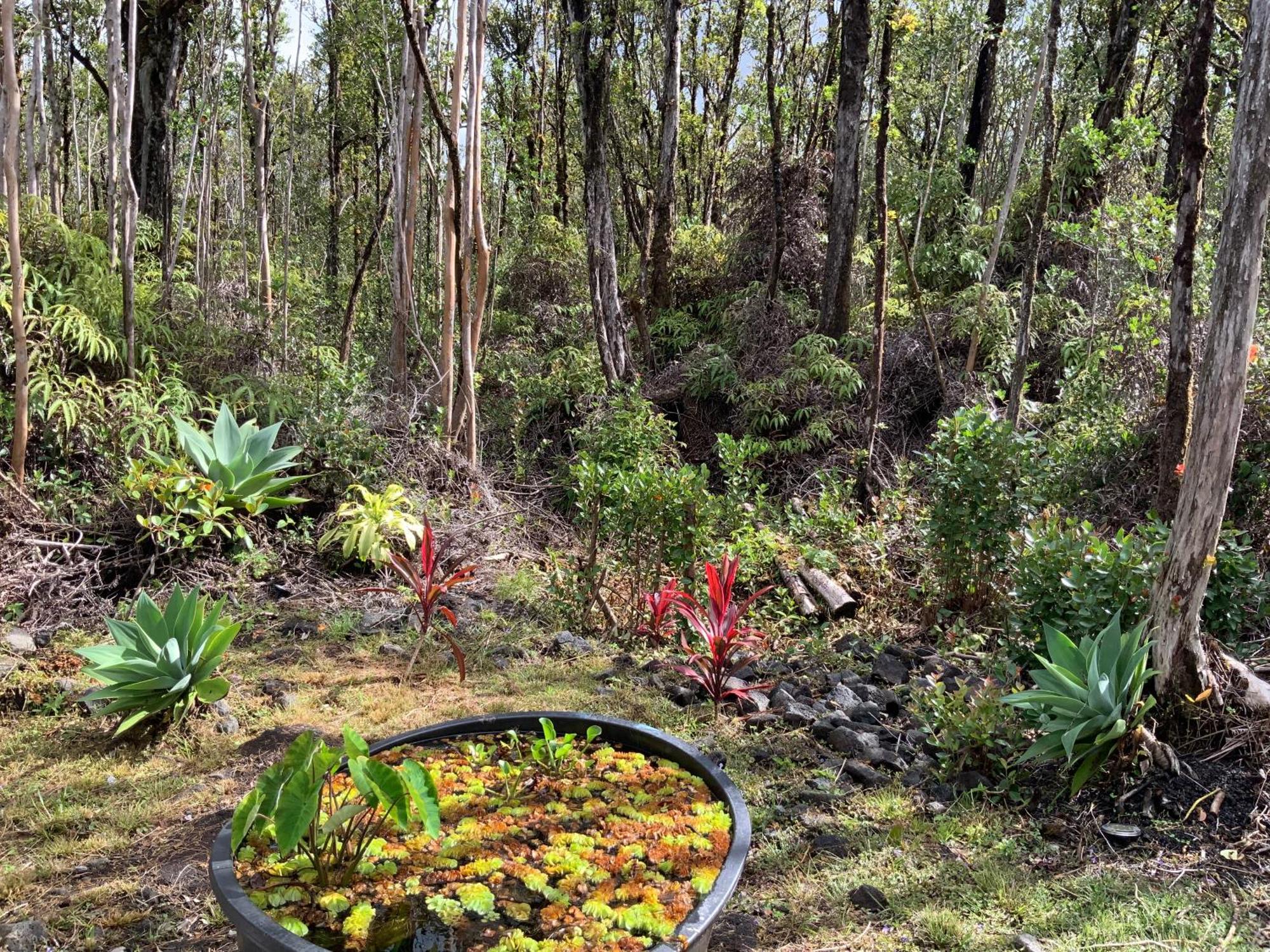 Exotic Garden Cottage At Amazing Volcano Fissure Mountain View Buitenkant foto