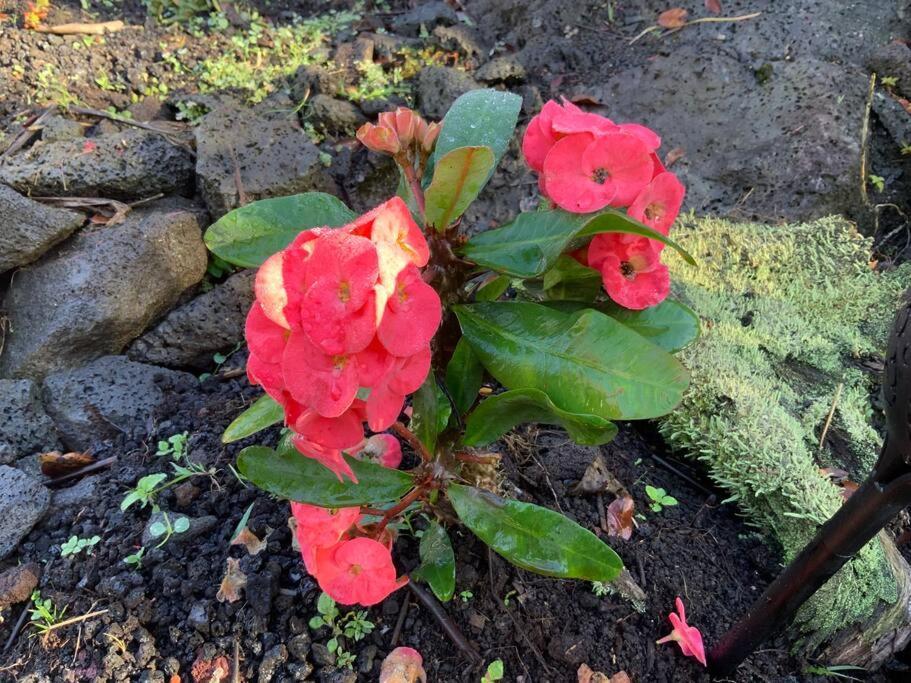 Exotic Garden Cottage At Amazing Volcano Fissure Mountain View Buitenkant foto